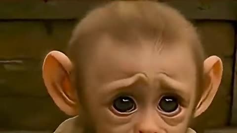 ℹ️ Baby monkey rio birds emotional 😭 and beautiful story ❤️