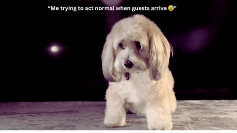Cute Puppy Being Funny – Adorable & Hilarious Moments 🐶✨