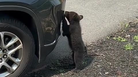 Curious Bear Cub Investigates Vehicle Bumper
