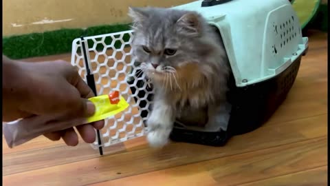 Mission Love: The Difficult Rescue of 3 Kittens and Their Babies from the Streets 🐾💔❤️