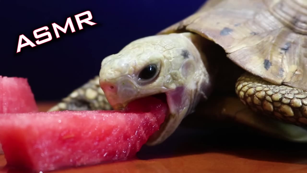 ASMR Mukbang Eating Watermelon 🍉 Turtle Tortoise 2