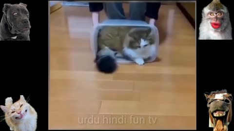 Funny dogs, funny cats