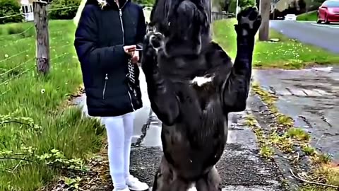 Other Family Dog Protection vs This Dog ☠️ | #edit #trollface #usa #newyork #dog