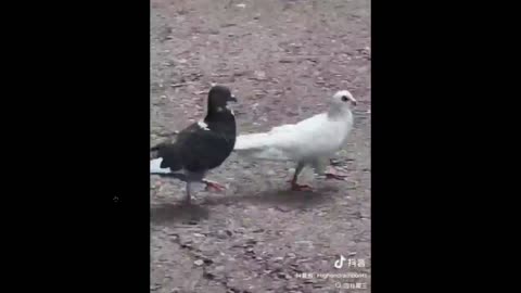 Humor - Hey Pete, I feel like you're up my ass... lol - why is that?