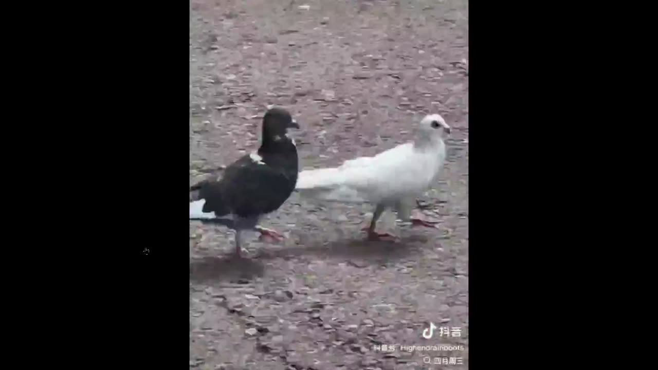 Humor - Hey Pete, I feel like you're up my ass... lol - why is that?