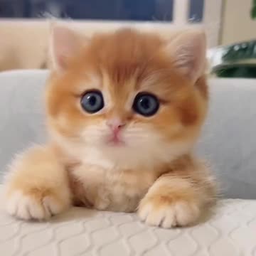 The kitten you can't help but love #cat