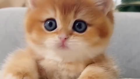 The kitten you can't help but love #cat