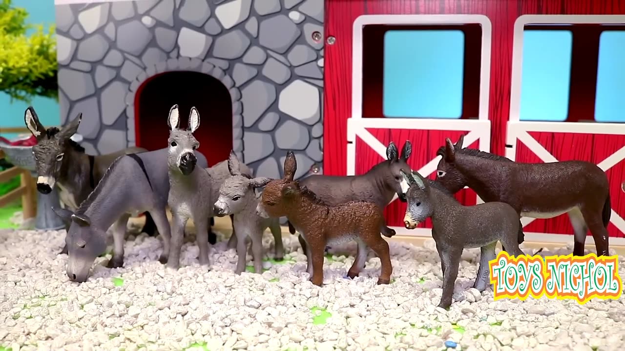 Four Bulls Fight in the Field to Train Physical Strength