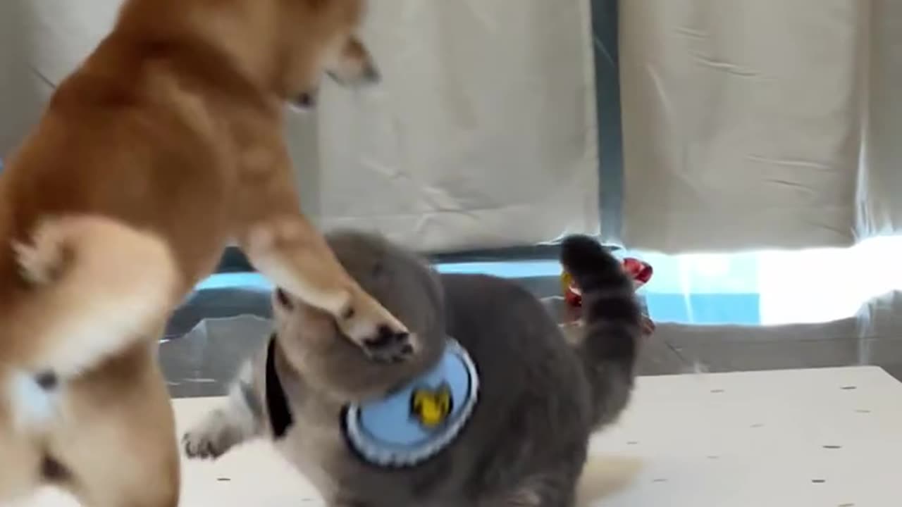 Cat And dog fighting #Viral