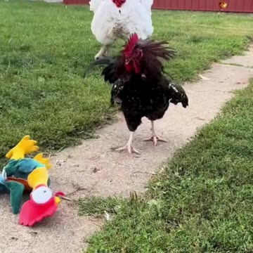 Cluckin’ Hilarious! 😂 Funniest Chicken Moments Ever