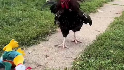 Cluckin’ Hilarious! 😂 Funniest Chicken Moments Ever