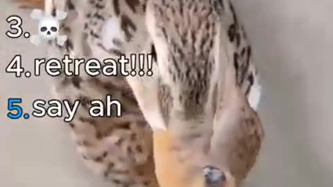 Ranking funniest animal videos