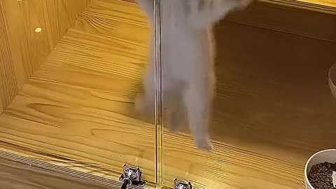CATS: GIRLS VS BOYS!!