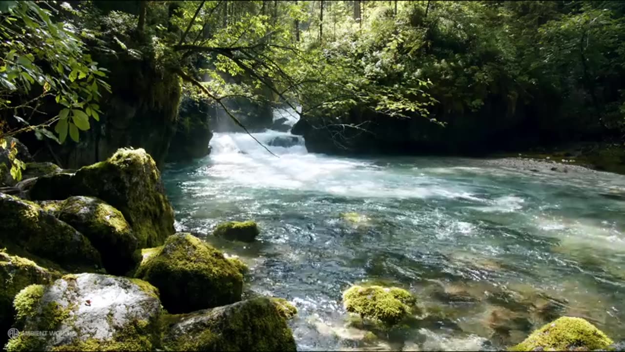 Peaceful Forest River