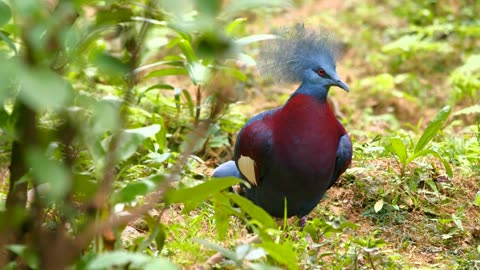 Victoria Crowned Pigeon | Birds singing in the forest | Goura victoria