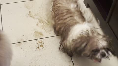 Muddy Dog Dances on Clean Floors