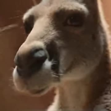 🐾🎸 Kangaroo Turns Into a Rock Star… WHAT?!