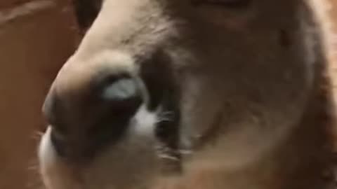 🐾🎸 Kangaroo Turns Into a Rock Star… WHAT?!