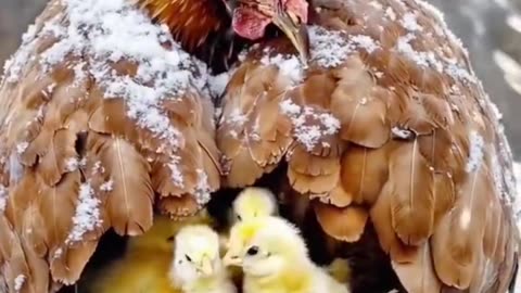 The loves of mother