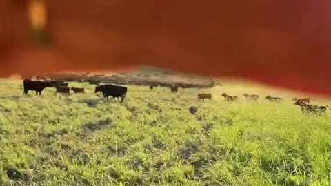 Walking with the Cows on a beautiful day. cartercountrymeats.com