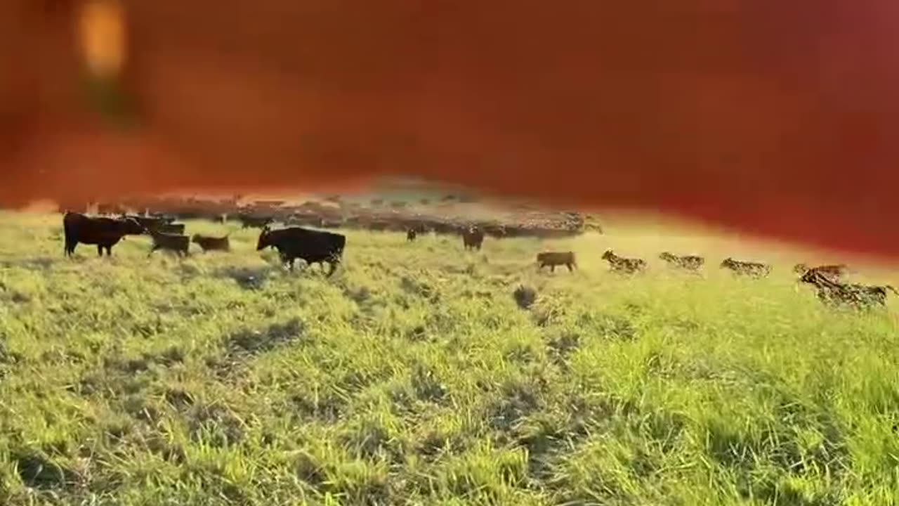Walking with the Cows on a beautiful day. cartercountrymeats.com
