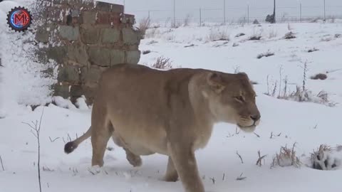 The terrifying scenes of ice snow caught on camera