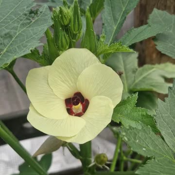 My first attempt growing okra UK