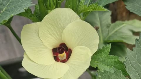 My first attempt growing okra UK