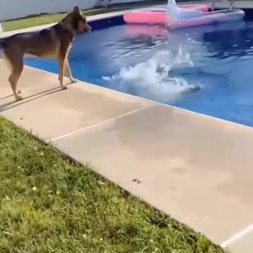 They’re Just Animals, But Funnier Than Stand-Up Comedians!