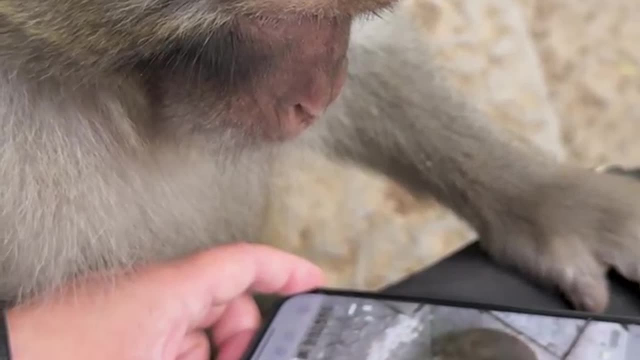 "Monkey Surprised Watching Its Own Video on Mobile! 🐵📱😂"#shorts
