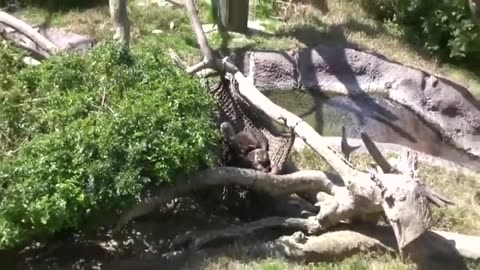 The San Diego Zoo California