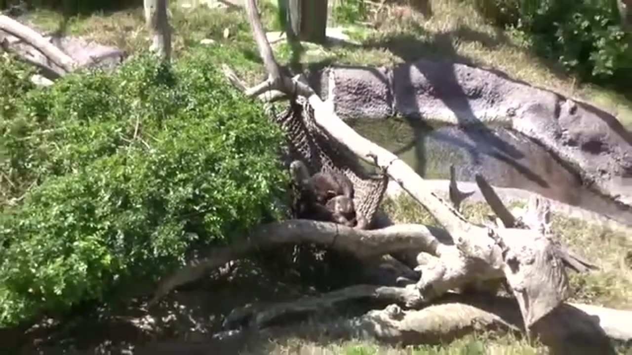 The San Diego Zoo California