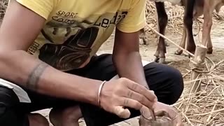 Indian man drinks dungshake