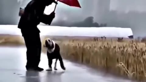 This dog is very smart. He brought his daddy. 🐶