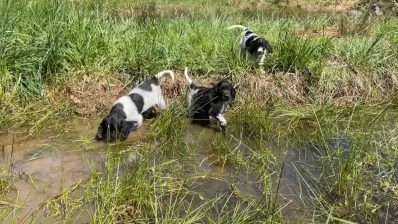 Large Munsterlander - Muddy Waters 'E Litter - Week 8 update