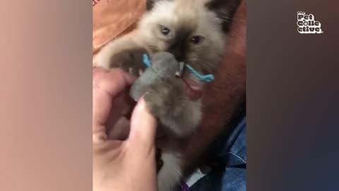 Funniest Animal Videos Ever!!!!!!😅😅😅😅😅😅😅😅