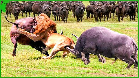 wild animal dangerous fight 😲