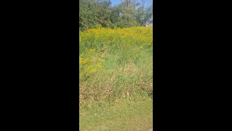 Allergies in Illinois? I Found the Culprit