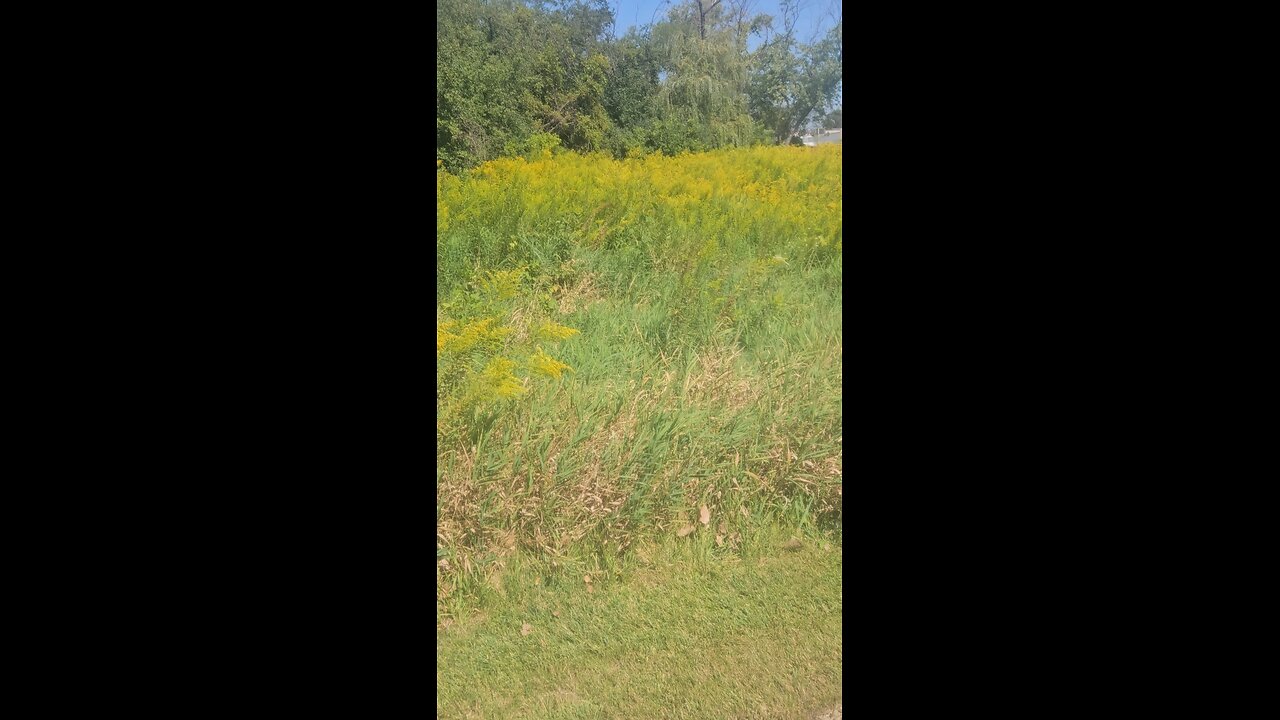 Allergies in Illinois? I Found the Culprit