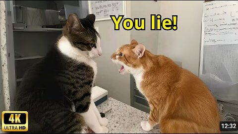 These Cats Speak English Better Than Hooman