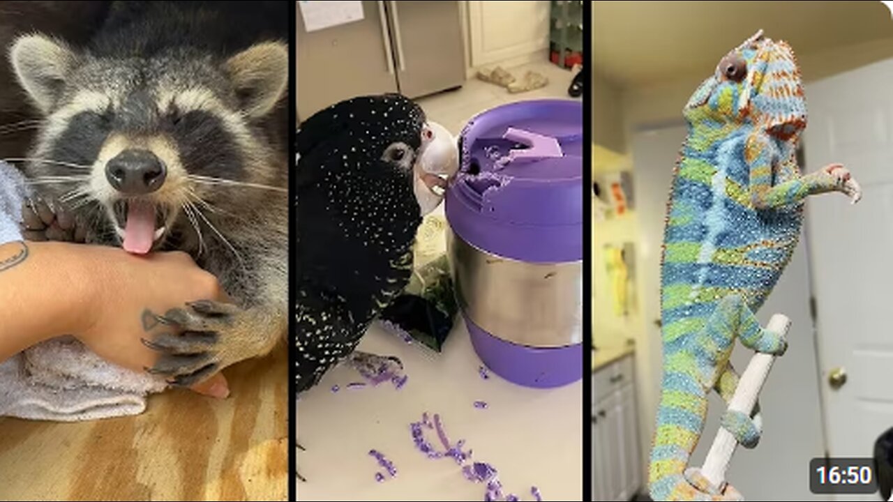 Cute and funny ANIMALS🐯Videos🔶 Сompilation #