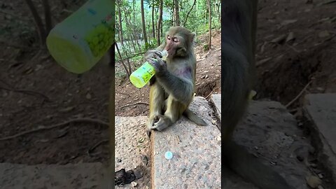 Bottle Opening Monkey