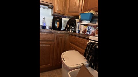 Cat on sink