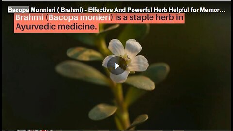 "Bacopa Monnieri (Brahmi): Learn About this Powerful and Effective Herb"