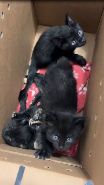 Family brings home and opens box of new foster kittens, very cute