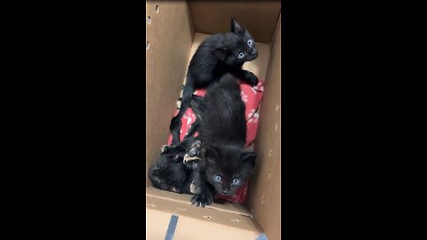 Family brings home and opens box of new foster kittens, very cute