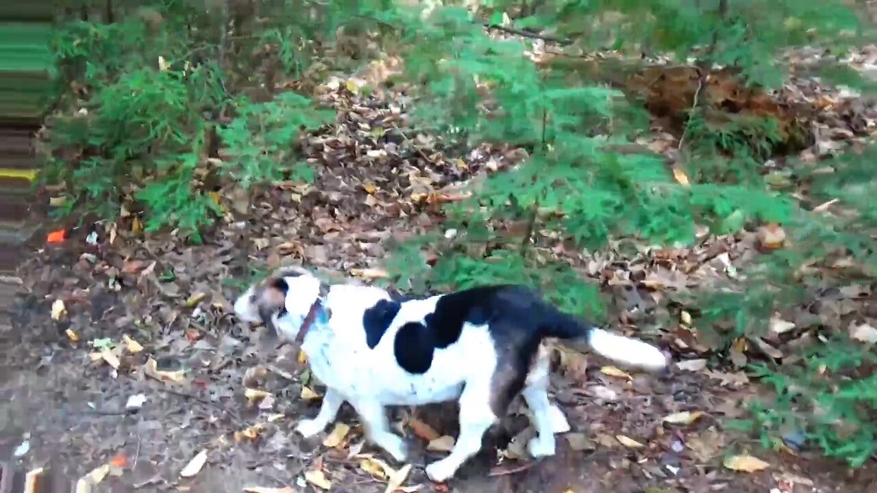 Bandit