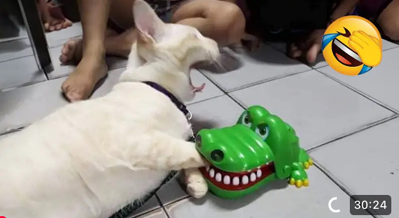 Funniest animals will brighten all your day 😅