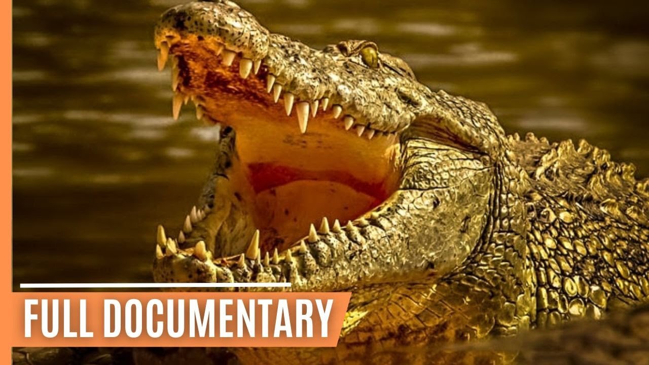 Middle America - Crocodiles, Maya and Shamans | Full Documentary