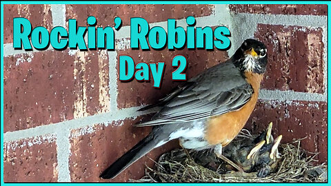 Four Fledgling Robins in the Nest - Day 2 Bird Watching